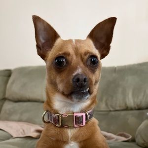 Meet your Posher, Devan